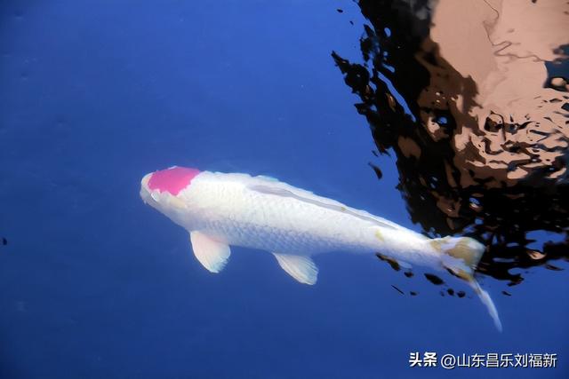 昌盛花园二期西区的冬景(下)