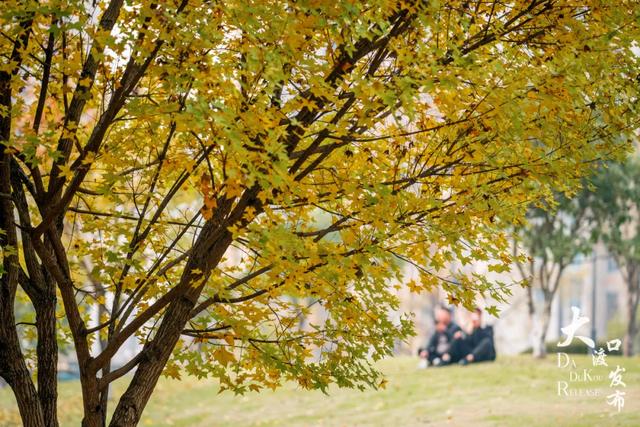 大渡口冬日“顶流”红了