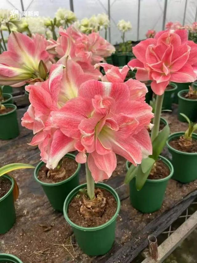 价格雪崩！近300元跌至35元	，曾经的网红“卖不动了	”