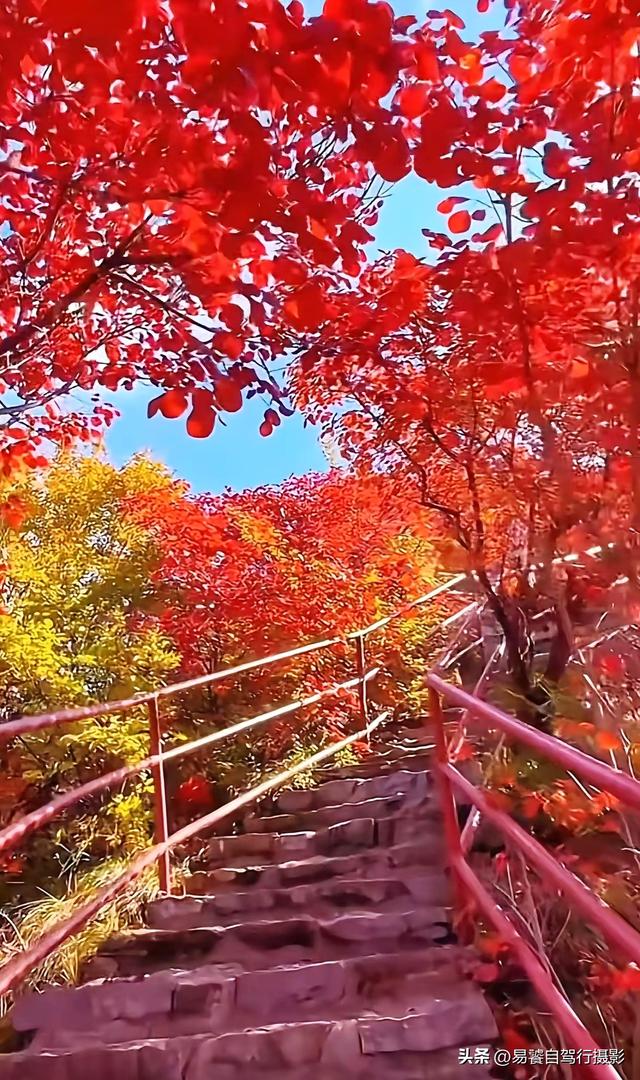 香山红叶摄影进阶：必须掌握这6个实战技巧，张张出大片成顶流