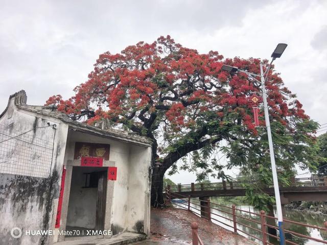 凤凰花开，一半热烈，一半温柔