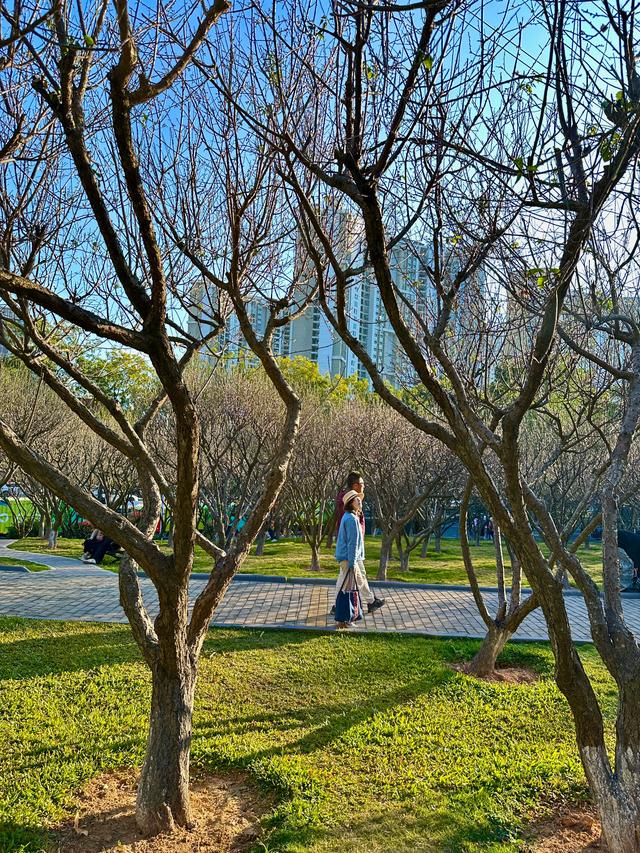 深圳赏梅天花板!🌸27000m²梅园地铁直达