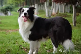 是不是所有的边牧都很聪明？图片