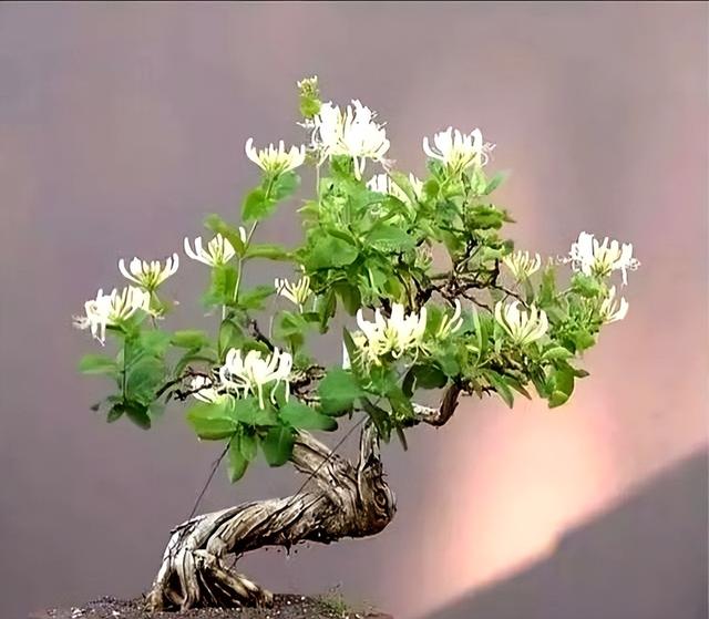 老中医都在养！好看又能入药的中药盆景，种几盆在家，养眼还实用