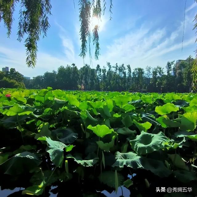 翠湖初秋：荷落莲生，静候十月斑斓