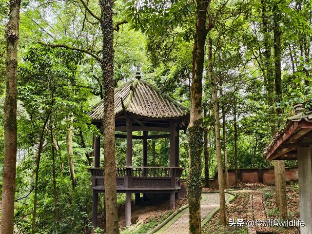 成都徒步（64）·新津篇③观音寺