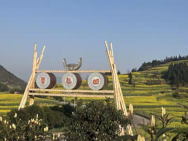 带着孙女去旅行（168）罗平油菜花海游