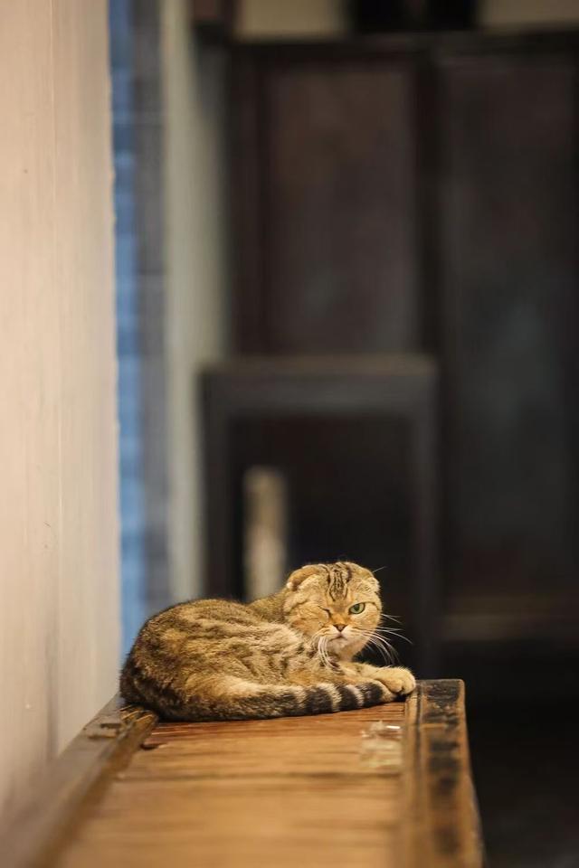 观复猫带你画·中华最有名 | 留园