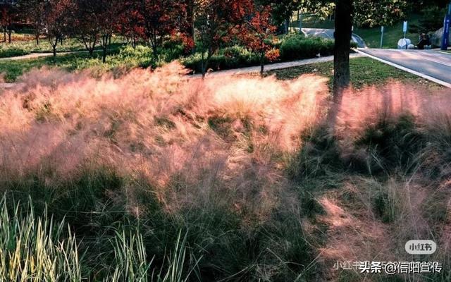 冬日信阳，独具魅力！