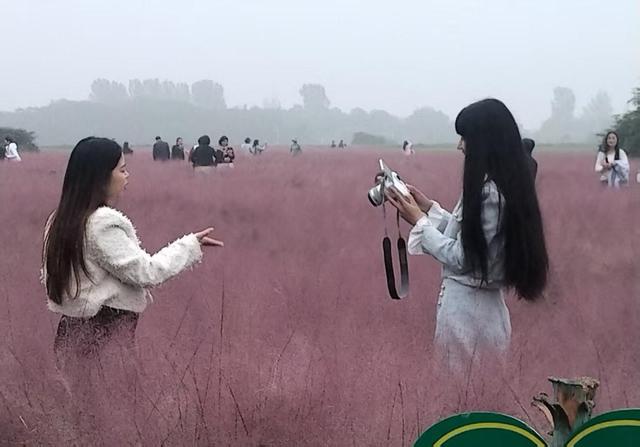 河南省平顶山白龟湖粉黛乱子草园成国庆网红打卡地