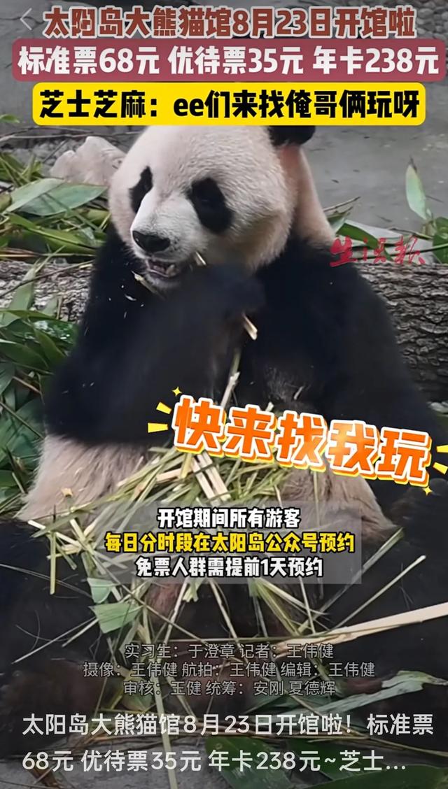 冰城萌宝驾到！哈尔滨太阳岛大熊猫馆明日盛大开馆