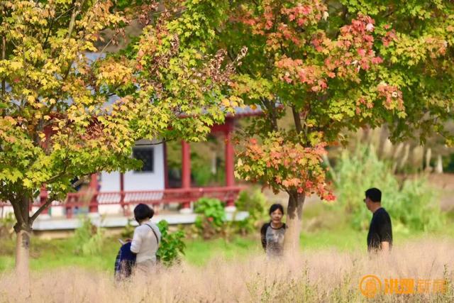 来南昌，打卡秋日限定 “枫” 景！