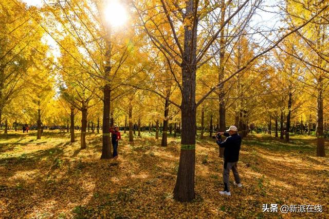立冬已至，潍坊的秋意仍浓，这里的风景绝美