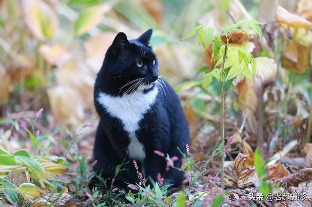 当古建红 遇上银杏黄，是深秋最动人的调色盘