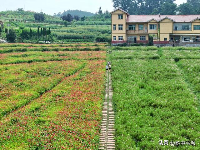 平坝区林下村：花海果香醉游人