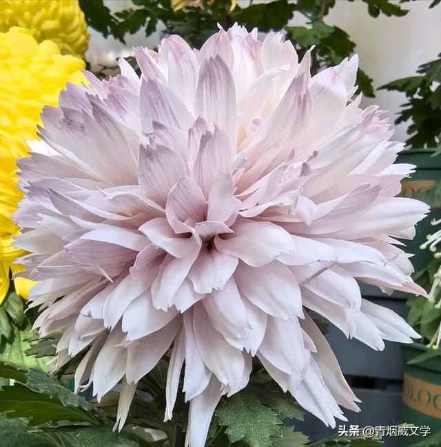 趵突菊韵 锦绣泉城