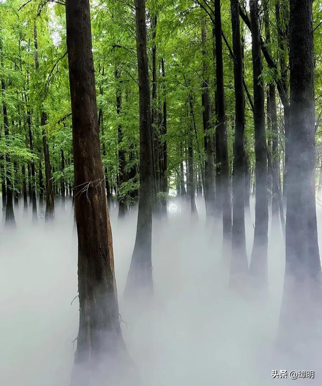旅行笔记，看人来人往，观树木成行，仿佛走进了电影里的梦幻世界