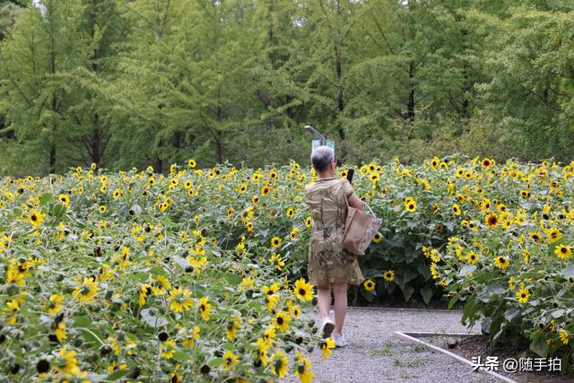 上海闵行体育公园现3000㎡金色花海，人少免费