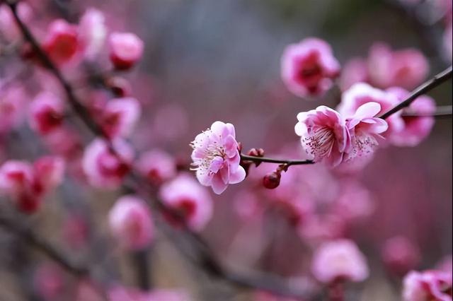 花果山景区：梅花绽放春意浓 踏青赏景正当时