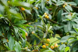 枇杷大年！东、西山采摘路线来啦！图片