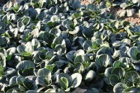 苏州人冬天吃雪菜图片