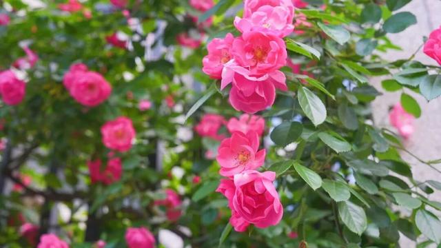 移步皆景！威远这里200多米的“花瀑布”藏不住了