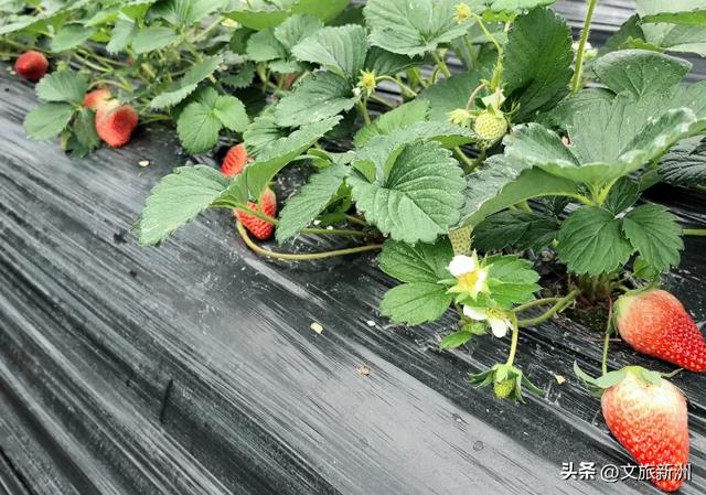 冬日“甜妹”C位出道!新洲草莓采摘指南来啦~