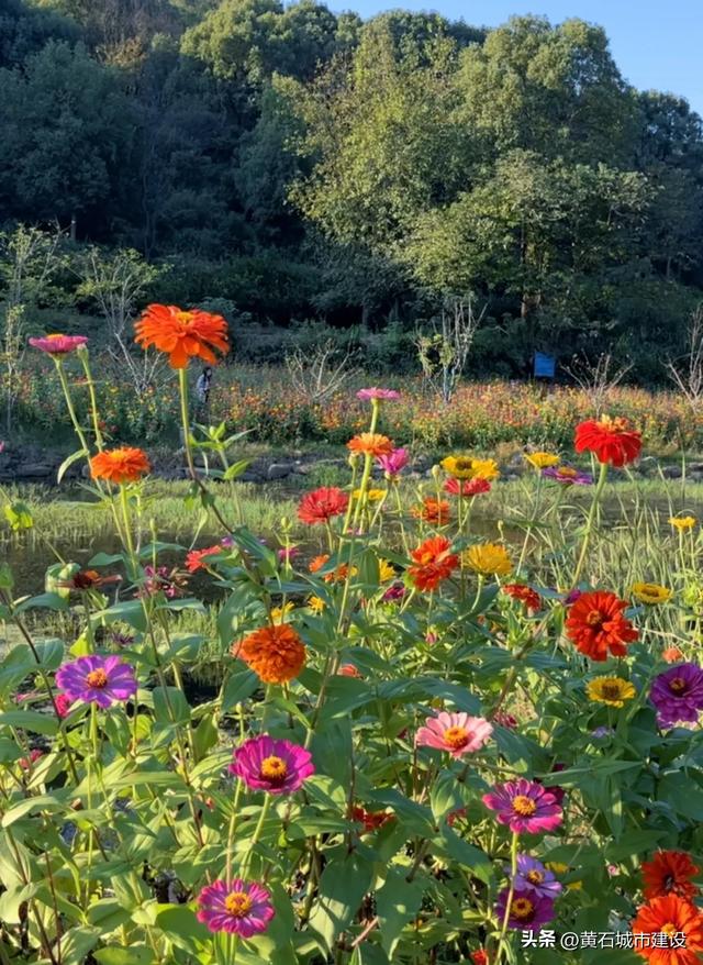 秋日遛娃天花板!黄石这里的百日菊花海美翻了