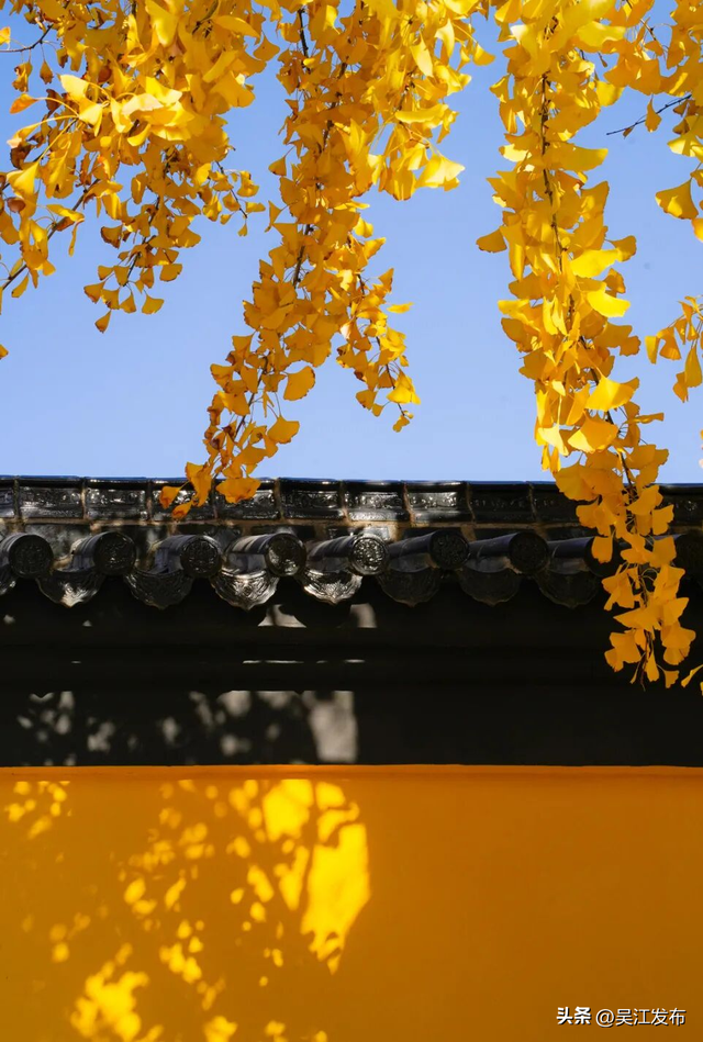 周末去打卡丨“杏”会！颜值高峰来了！