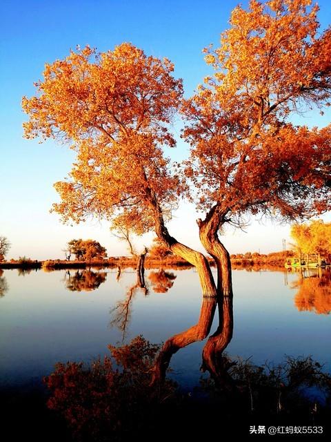 胡杨之美，美在金秋金甲耀荒漠，亦在千年风骨立沧桑。