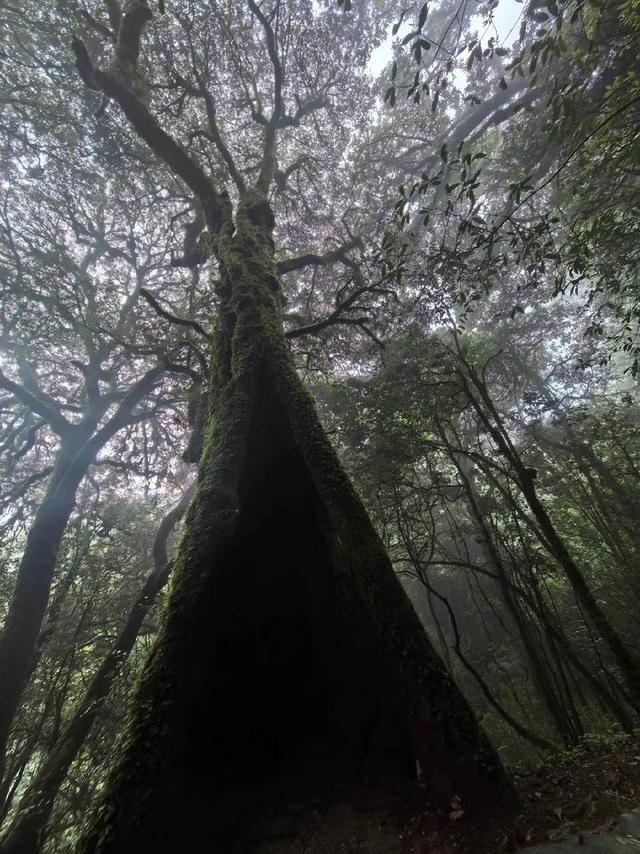 神秘的哀牢山：藏着太多未解之谜，许多人没去过