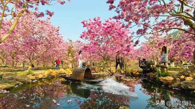 新会大泽绿美生态园太梦幻了，6000株紫花风铃开成童话花海