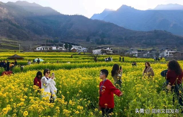 【央视直播预告】甘肃藏着“早春天花板”！10点锁定这片金色花海→