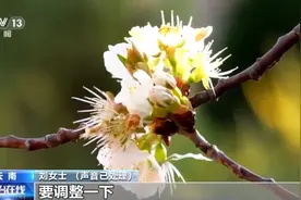 “月薪8万，整形后安排入职，没钱可以贷款，入职即可报销！”许多女性求职者陷入“美丽贷”骗局图片