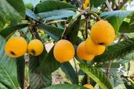 重庆枇杷采摘攻略来了，周末可冲！图片