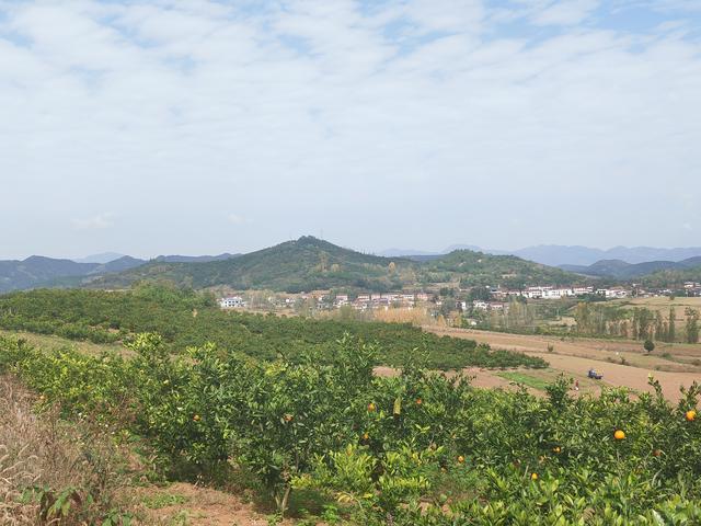 风栖陶岭橘满坡