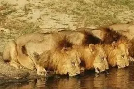 不守狮道的坏男孩联盟，杀狮百头但不接收雌狮群图片