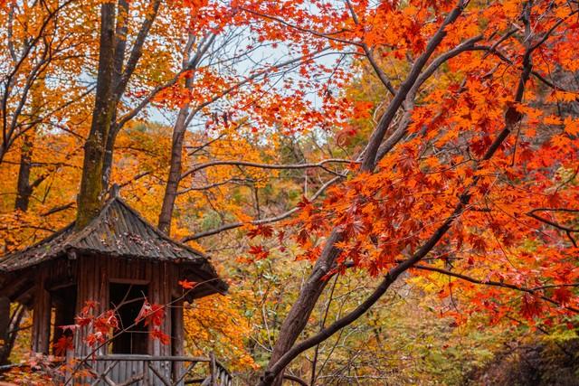 不藏了，美景天成：去辽宁这五处红叶佳景，体验最诗意的北国