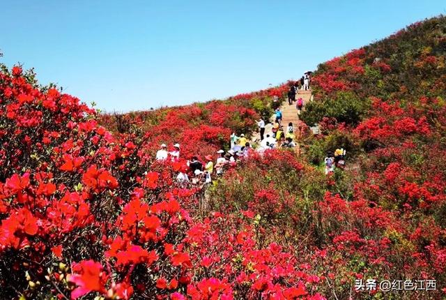云上八卦脑 鹃红醉石城
