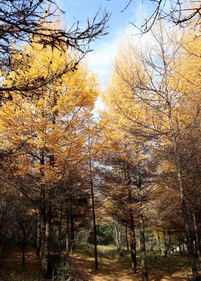 武山：五彩秋日胜春朝