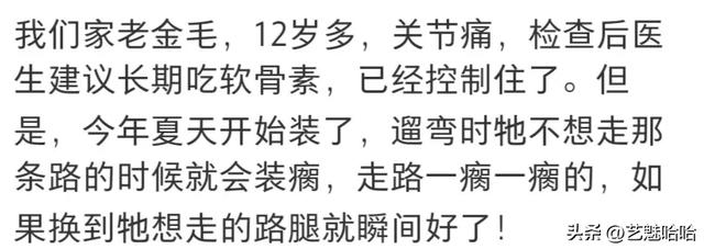 有没有被宠物智商震惊过？网友：那一刻显得我情商还没它高