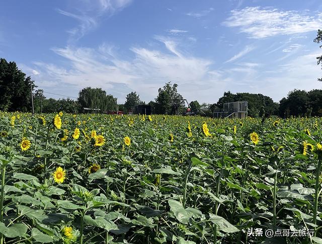 成都坐地铁最新赏花地，近百亩金色花田，超级惊艳，不要门票！