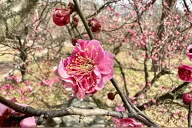 青岛梅花节开幕了，周末赏梅踏青正当时图片