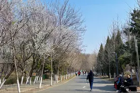 【2024爱沈阳·春天花正开】踏青、赏花 近距离看小动物 去长白岛森林公园 赴一场春日好风光图片