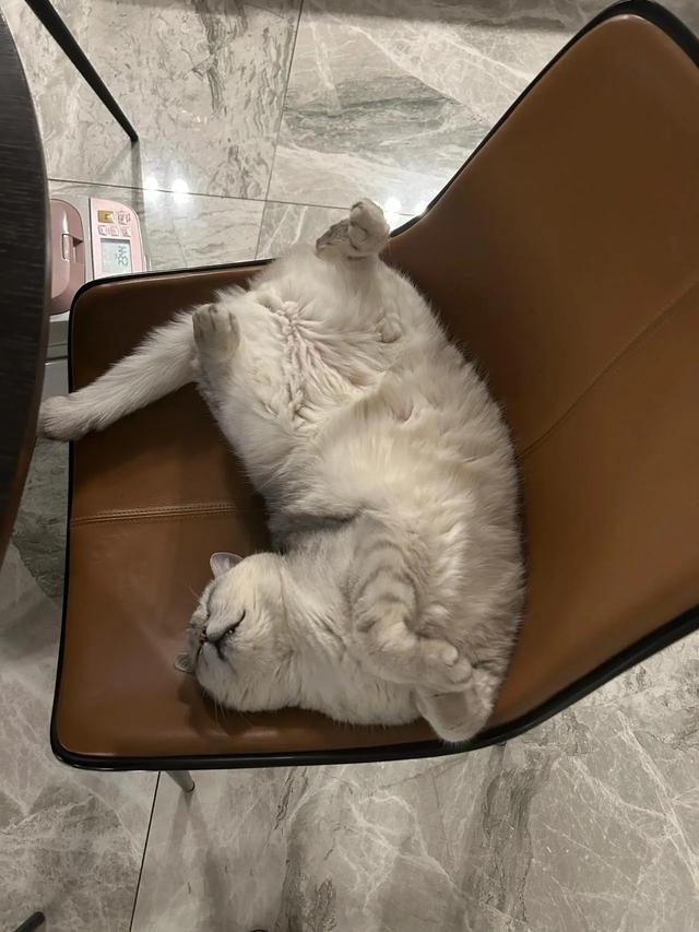 笑死了！主人展示25斤布偶猫引热议，网友：我这19斤的再加加餐？
