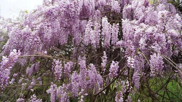 【禄劝文旅推介】转龙镇：平安福紫藤进入最美赏花期，紫色花瀑等你来打卡