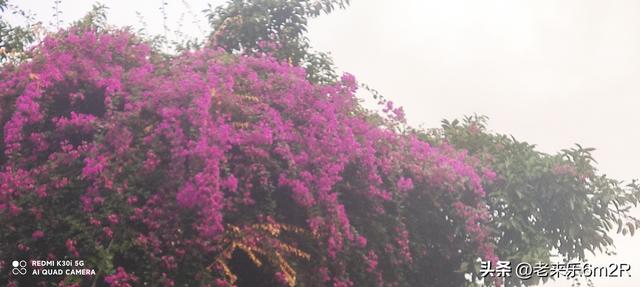 七绝 初冬游莞市公园