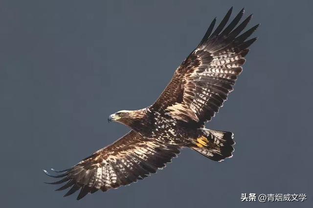 午后骑行 西湿地偶遇金雕