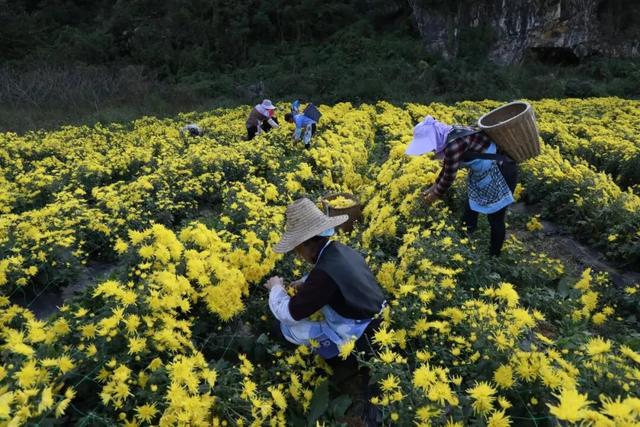 乡游黔中 · 长顺县 付家院村丨金菊翻浪映秋色,品味沉淀的时光