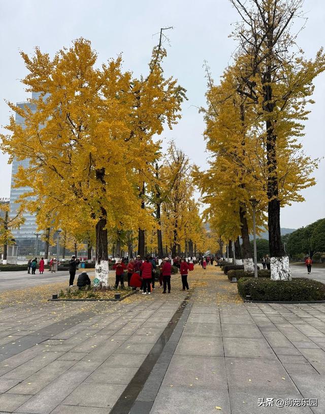 重庆银杏树集体换装，游客蜂拥而至，随手一拍都是大片